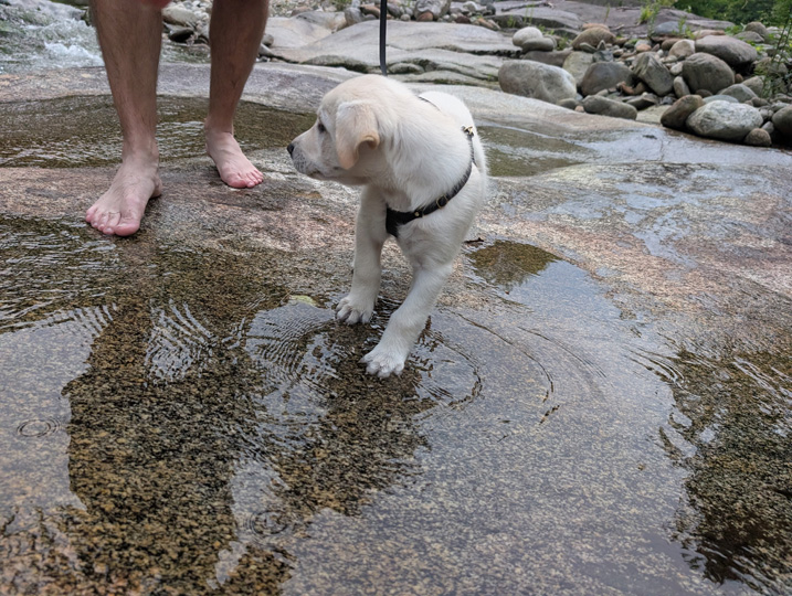 chinook dog